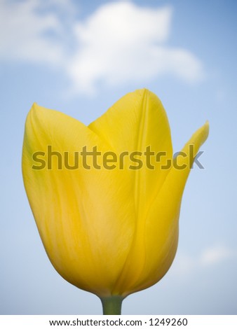 Stock macro photo of a yellow tulip reaching up for the blue sky above.