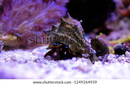 Dwarf Red Tip Hermit Crab
(Clibanarius sp.)