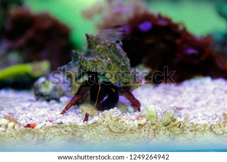 Dwarf Red Tip Hermit Crab
(Clibanarius sp.)