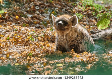 Spotted hyena (Crocuta crocuta) or laughing hyena