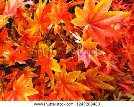 Background of colored  autumnal maple leaves