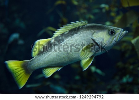 Yellowtail Rockfish with yellow fins fish in kelp forest of the North American coast Pacific ocean Royalty-Free Stock Photo #1249294792