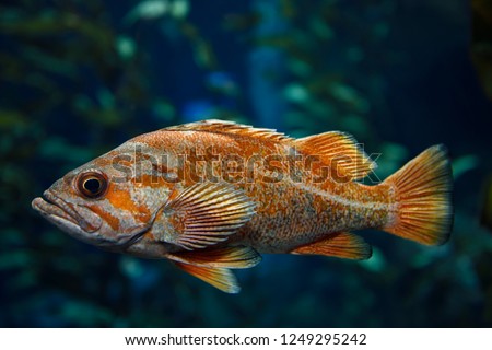 Orange Vermilion Rockfish Pacific ocean fish in kelp forest of the North American coast  Royalty-Free Stock Photo #1249295242