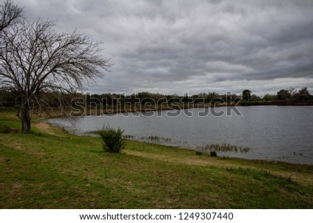 Dry tree in the meadow. The branches rise towards the cloudy sky. Lake coast.