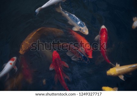 Many colorful Japanese koi fishes in pond.