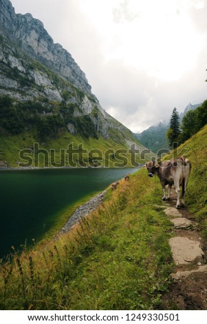 Cow in the swiss mountains