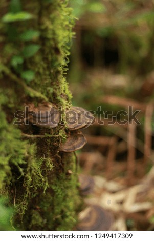 Brown wild mushrooms growing on the tree with blurry background