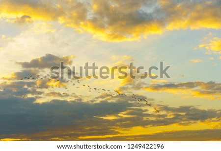 A flock of bird fly against dark gray clouds at Evening time.Select focus