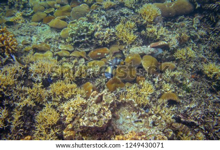 Triggerfish in corals. Coral reef underwater photo. Tropical fish in nature. Tropical seashore snorkeling or diving. Undersea wildlife. Coral reef and marine animal. Sea bottom scene with coral fish