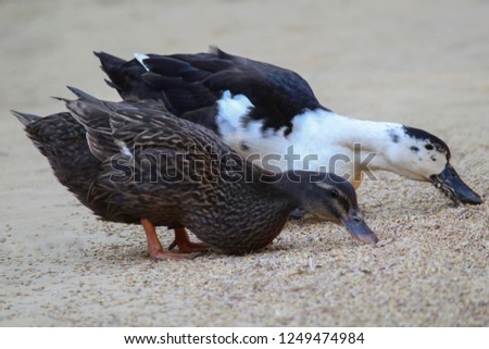 Duck Eating picture