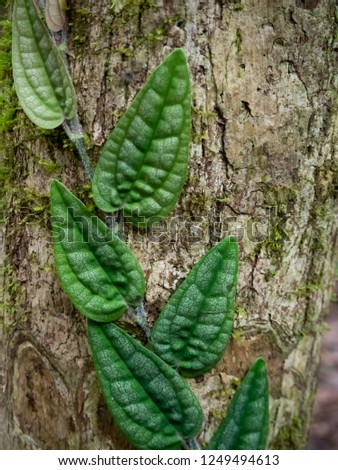 Close-up view of green leaf stems on the trunk, beautiful pattern and texture.