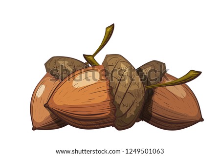 Group of acorns in the shell on a white background. Color drawing in cartoon style. Vector illustration of oak seeds.