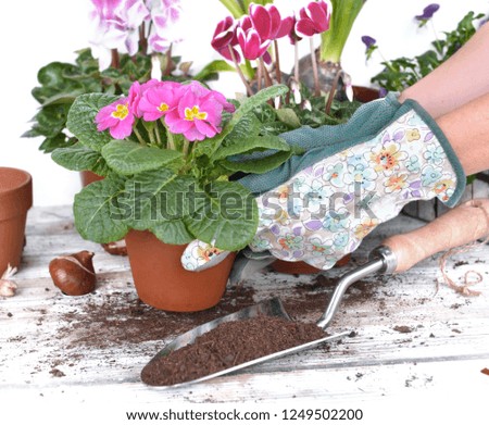 springtime flowerpot held by hands of gardener above a garden table