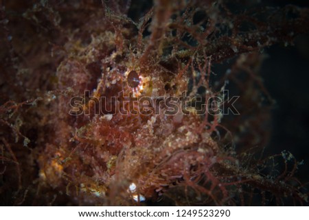 Purple ambon scorpionfish - Pteroidichthys amboinensis