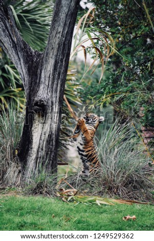 playful tiger cub