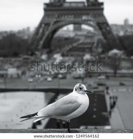 Lonely bird in Paris