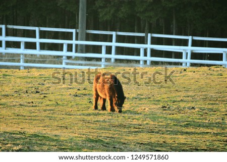 It is a picture of 'Pony' which is native of Jeju.