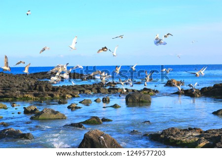It is the scenery of the Jeju coast where gulls fly.