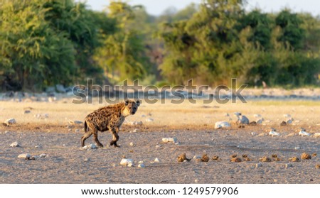 Spotted hyena walk cautiously to waterhole, Etosha National Park, Namibia