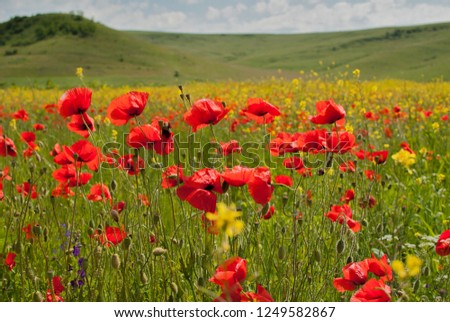 Poppies field in may