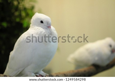 white satinette pigeon