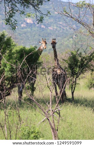 Giraffe peeking through the trees