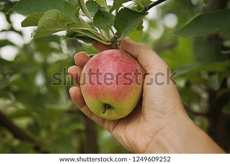 Farmer's hand is holding juicy red side apple that is hanging on apple tree branch. Autumn or summer harvest time and healthy eating concepts. Unfocused orchard garden at background.