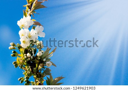 Blossom tree over nature blue sky background with sun Spring Background. Space for text