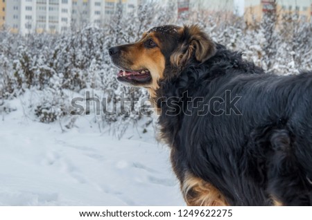 Big dog shepherd standing on the snow in the park, close-up
