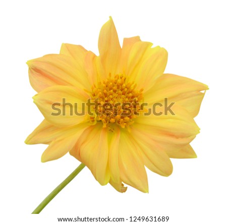 beautiful yellow Dahlia flower isolated on white background
