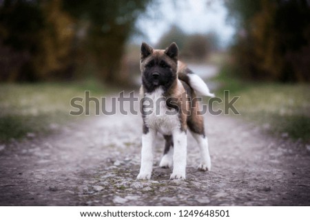 Dog in the woods. Autumn mood. Sweet Pet in nature. American Akita.