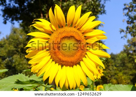 sunflower in the jungle