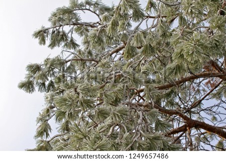 Winter background frozen conifer tree