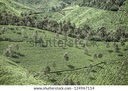 Landscape of green tea plantations. Munnar, Kerala, India ( HDR image )