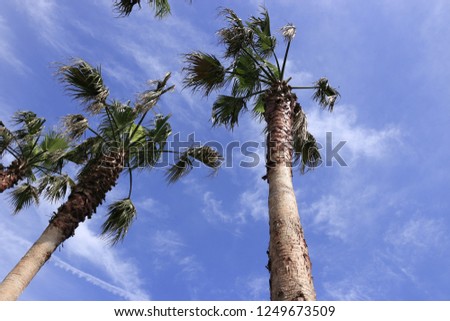 It is a picture of a palm tree in Jeju.
