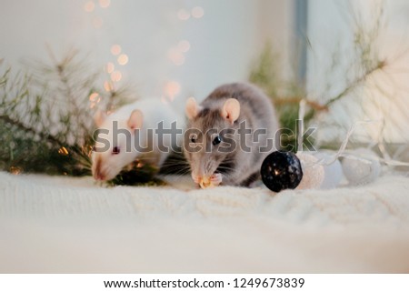 Rat near Christmas tree. New Year and Christmas postcard. Christmas decor. Garland and bokeh lights