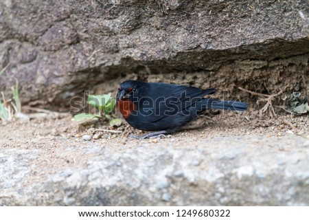 Lesser Antillean bullfinch (Loxigilla noctis) sitting on a rock in Martinique