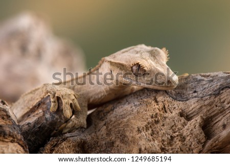 Correlophus ciliatus( crested gecko) is a species of gecko native to southern New Caledonia.