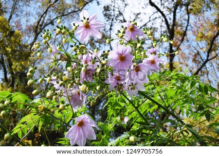Tree dahlia (Dahlia imperialis) flowers