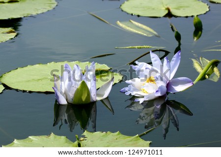 Lotus flower blooming  in the pond