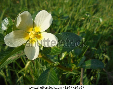 Focus Flower Nature Royalty-Free Stock Photo #1249724569