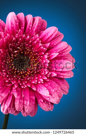 Closeup shot of pink  gerbera with drops against dark blue background.