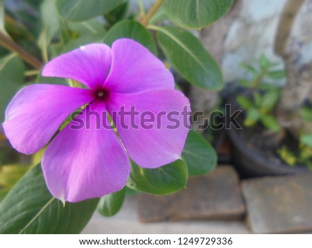 Flower Focus Nature Royalty-Free Stock Photo #1249729336