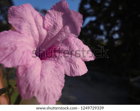 Flower Focus Nature Royalty-Free Stock Photo #1249729339