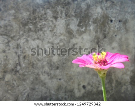 Flower Focus Nature Royalty-Free Stock Photo #1249729342