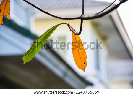 selected focus, Leaves on the tree, blurred background