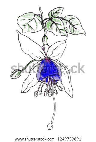 Purple Fuchsia flower. Isolated botanical illustration: tropical, retro, vintage, hand drawn watercolor, colorful, monochrome, romantic. For wedding invitation, card, print design. Japanese style.