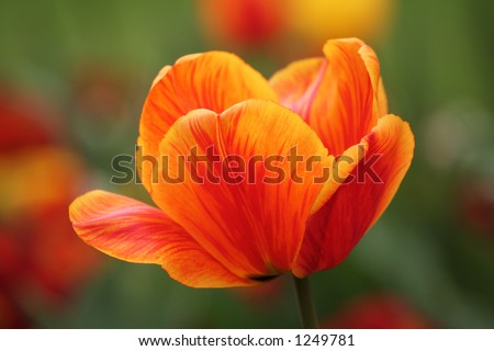 Single orange tulip in a park. Royalty-Free Stock Photo #1249781