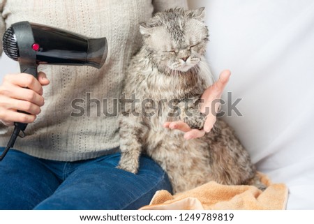 Evil cat is dried after washing with a hairdryer on a light background