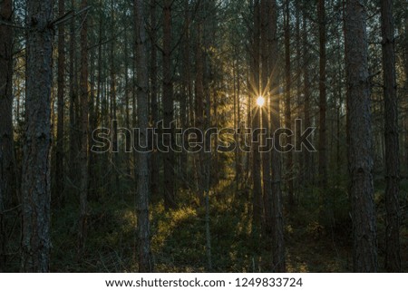 A picture of a dark deep Scandinavian forest with a sun flare in the background